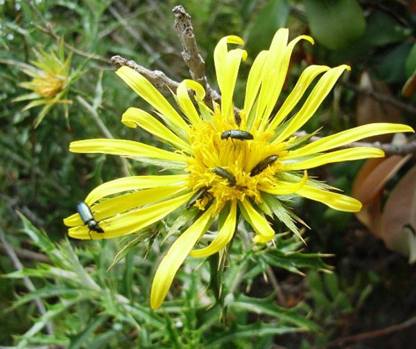 Berkheya carlinopsis subspecies magalismontana; Photographed by  photo Jack Latti.jpg